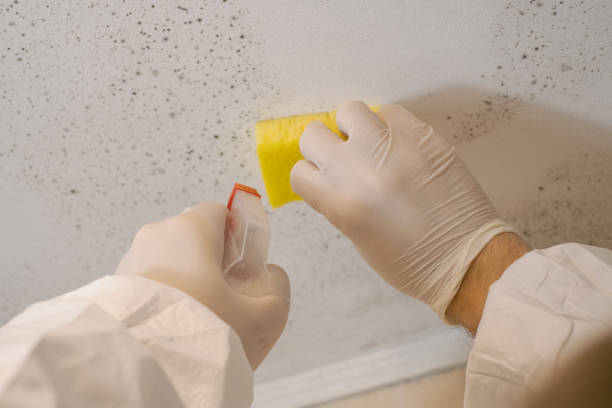 Best Emergency Mold Remediation  in Mesa, AZ