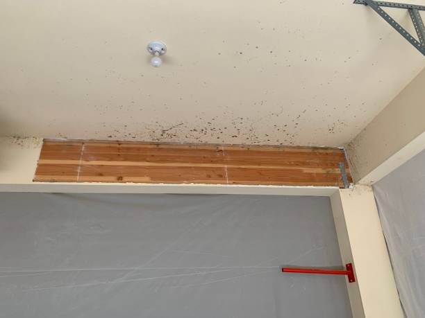  Mesa, AZ Mold Removal Pros